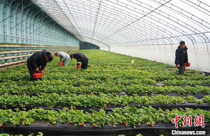 小草莓种出大产业 河北固安特色种植助农增收