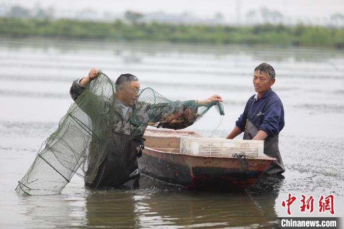（乡村行·看振兴）稻虾共生 江西彭泽17.2万亩小龙虾丰产增收
