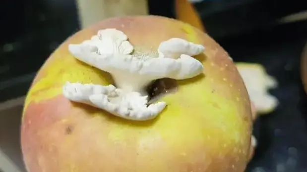 苹果长出大蘑菇 中科院专家千里求购